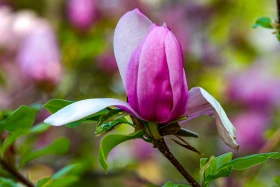 Өмір гүлдеген мекен: Алматы ботаникалық бағынан фоторепортаж - фото 15