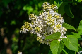 Өмір гүлдеген мекен: Алматы ботаникалық бағынан фоторепортаж - фото 16