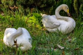 Өмір гүлдеген мекен: Алматы ботаникалық бағынан фоторепортаж - фото 18
