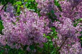 Өмір гүлдеген мекен: Алматы ботаникалық бағынан фоторепортаж - фото 22