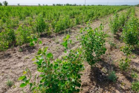 Қазақстанда орман-климаттық жағдайды жақсартуға бағытталған жоба іске қосылды - фото 11