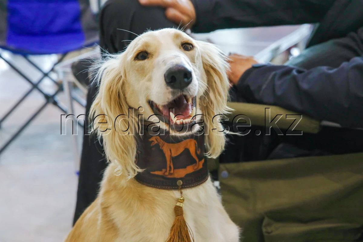 Елордада Astana Winner – 2025 халықаралық иттер көрмесі және «Қазақы тазы» монотұқымды көрмесі өтіп жатыр - фото 1