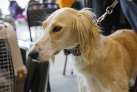 Елордада Astana Winner – 2025 халықаралық иттер көрмесі және «Қазақы тазы» монотұқымды көрмесі өтіп жатыр - фото 2