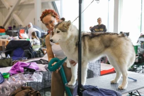 Елордада Astana Winner – 2025 халықаралық иттер көрмесі және «Қазақы тазы» монотұқымды көрмесі өтіп жатыр - фото 3