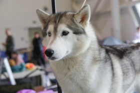 Елордада Astana Winner – 2025 халықаралық иттер көрмесі және «Қазақы тазы» монотұқымды көрмесі өтіп жатыр - фото 4