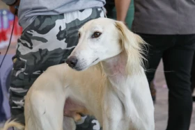 Елордада Astana Winner – 2025 халықаралық иттер көрмесі және «Қазақы тазы» монотұқымды көрмесі өтіп жатыр - фото 5