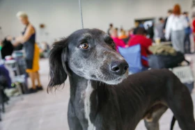 Елордада Astana Winner – 2025 халықаралық иттер көрмесі және «Қазақы тазы» монотұқымды көрмесі өтіп жатыр - фото 6