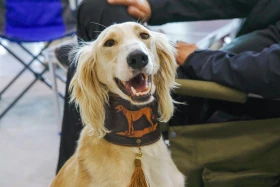 Елордада Astana Winner – 2025 халықаралық иттер көрмесі және «Қазақы тазы» монотұқымды көрмесі өтіп жатыр - фото 7