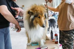 Елордада Astana Winner – 2025 халықаралық иттер көрмесі және «Қазақы тазы» монотұқымды көрмесі өтіп жатыр - фото 8