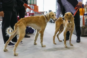 Елордада Astana Winner – 2025 халықаралық иттер көрмесі және «Қазақы тазы» монотұқымды көрмесі өтіп жатыр - фото 9