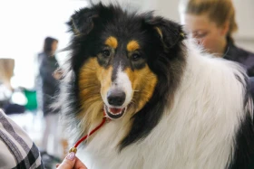 Елордада Astana Winner – 2025 халықаралық иттер көрмесі және «Қазақы тазы» монотұқымды көрмесі өтіп жатыр - фото 10