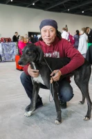 Елордада Astana Winner – 2025 халықаралық иттер көрмесі және «Қазақы тазы» монотұқымды көрмесі өтіп жатыр - фото 11