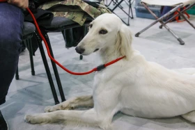 Елордада Astana Winner – 2025 халықаралық иттер көрмесі және «Қазақы тазы» монотұқымды көрмесі өтіп жатыр - фото 12