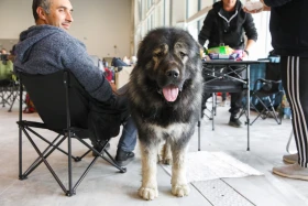 Елордада Astana Winner – 2025 халықаралық иттер көрмесі және «Қазақы тазы» монотұқымды көрмесі өтіп жатыр - фото 13