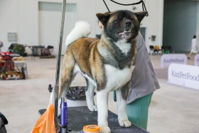 Елордада Astana Winner – 2025 халықаралық иттер көрмесі және «Қазақы тазы» монотұқымды көрмесі өтіп жатыр - фото 15