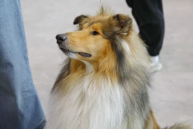 Елордада Astana Winner – 2025 халықаралық иттер көрмесі және «Қазақы тазы» монотұқымды көрмесі өтіп жатыр - фото 16