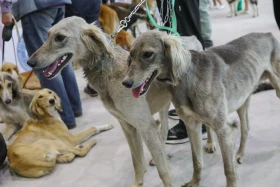 Елордада Astana Winner – 2025 халықаралық иттер көрмесі және «Қазақы тазы» монотұқымды көрмесі өтіп жатыр - фото 17