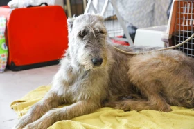 Елордада Astana Winner – 2025 халықаралық иттер көрмесі және «Қазақы тазы» монотұқымды көрмесі өтіп жатыр - фото 18