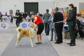 Елордада Astana Winner – 2025 халықаралық иттер көрмесі және «Қазақы тазы» монотұқымды көрмесі өтіп жатыр - фото 19