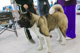 Елордада Astana Winner – 2025 халықаралық иттер көрмесі және «Қазақы тазы» монотұқымды көрмесі өтіп жатыр - фото 20