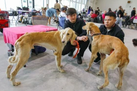 Елордада Astana Winner – 2025 халықаралық иттер көрмесі және «Қазақы тазы» монотұқымды көрмесі өтіп жатыр - фото 21