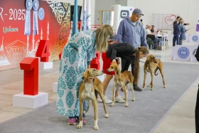 Елордада Astana Winner – 2025 халықаралық иттер көрмесі және «Қазақы тазы» монотұқымды көрмесі өтіп жатыр - фото 22