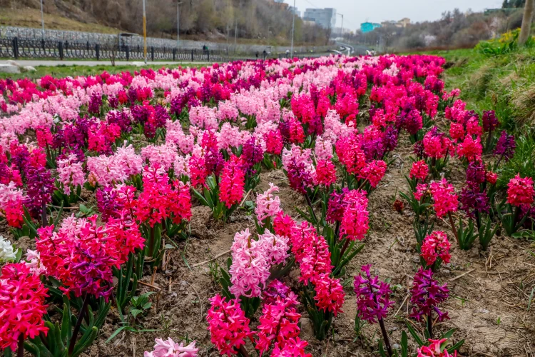 Spring Blooms in Almaty: The City in Full Bloom
