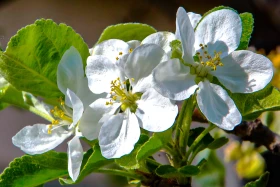 Алматының көктемгі гүлдері: қала құлпырып тұр - фото 2