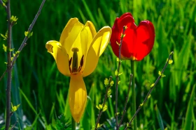 Алматының көктемгі гүлдері: қала құлпырып тұр - фото 3