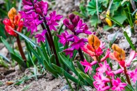 Алматының көктемгі гүлдері: қала құлпырып тұр - фото 4