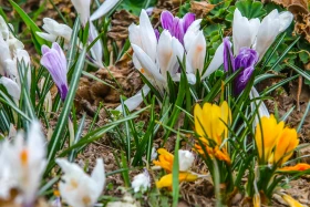 Алматының көктемгі гүлдері: қала құлпырып тұр - фото 5