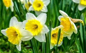 Алматының көктемгі гүлдері: қала құлпырып тұр - фото 6