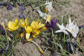 Алматының көктемгі гүлдері: қала құлпырып тұр - фото 7