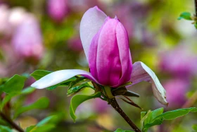 Алматының көктемгі гүлдері: қала құлпырып тұр - фото 8