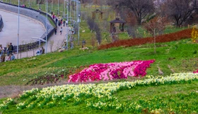 Алматының көктемгі гүлдері: қала құлпырып тұр - фото 10