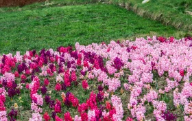 Алматының көктемгі гүлдері: қала құлпырып тұр - фото 11