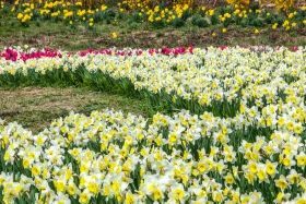 Алматының көктемгі гүлдері: қала құлпырып тұр - фото 12