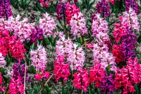 Алматының көктемгі гүлдері: қала құлпырып тұр - фото 13