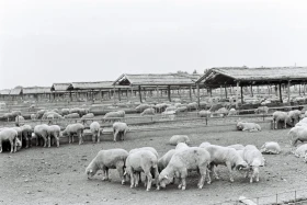 Zharkent District: Life in the 1980s - photo 7