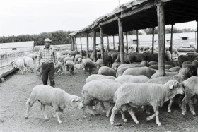 Zharkent District: Life in the 1980s - photo 11