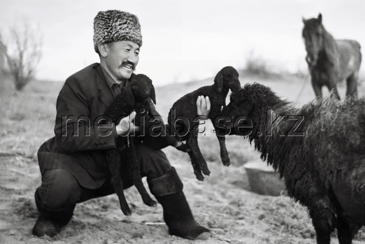 Қозылардың тууы - ауыл қуанышы - фото 1