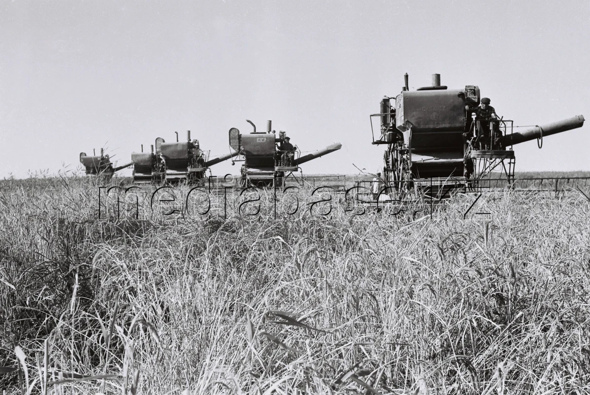 Егін даласында – комбайндар: бидай жинау науқаны - фото 1