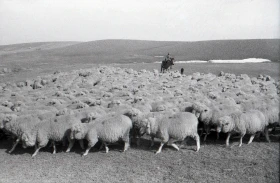 Syugaty State Farm: An Agricultural Stronghold of Almaty Region in the 1980s - photo 5