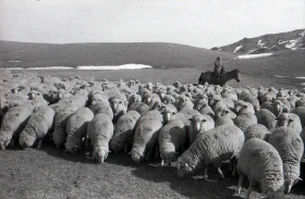 Syugaty State Farm: An Agricultural Stronghold of Almaty Region in the 1980s - photo 10