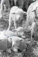 Syugaty State Farm: An Agricultural Stronghold of Almaty Region in the 1980s - photo 11