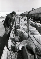 Syugaty State Farm: An Agricultural Stronghold of Almaty Region in the 1980s - photo 20