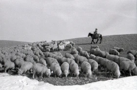 Syugaty State Farm: An Agricultural Stronghold of Almaty Region in the 1980s - photo 23