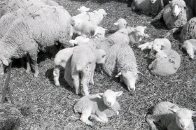 Syugaty State Farm: An Agricultural Stronghold of Almaty Region in the 1980s - photo 24