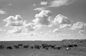 Silage in Almaty Region: Livestock Feed Preparation in the 1970s - photo 2