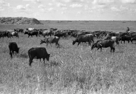 Silage in Almaty Region: Livestock Feed Preparation in the 1970s - photo 3